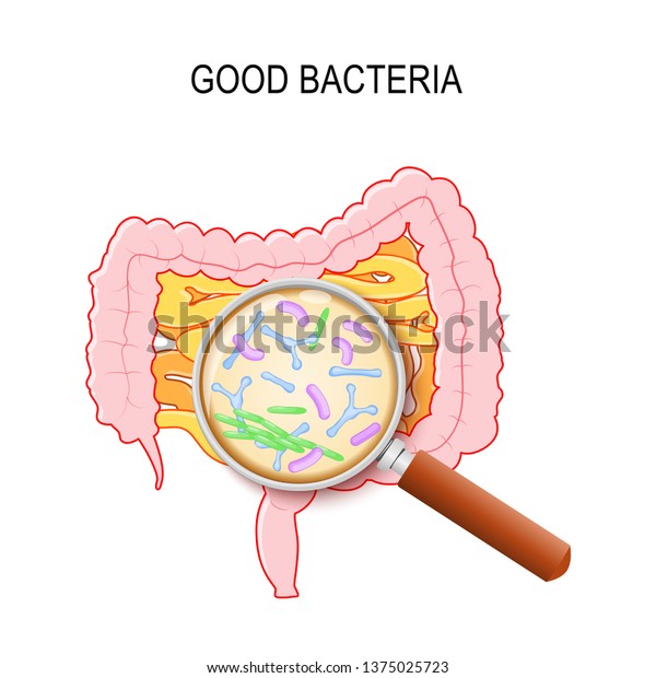 Gut flora. Human small intestine, colon and\
magnifying glass. Close-up of good bacteria: Lactobacillus,\
Bifidobacterium longum, Escherichia coli. Vector diagram for\
education, medical, biological\
use