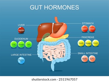 Darmhormone. Sättigungssignale und Regulierung, Appetitkontrolle. Menschliches endokrines System. Hormone des Gastrointestinaltrakts. Verdauungsregulierung. Darmpeptide. Detailliertes Vektorposter