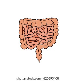 Gut human digestive system. Stock vector illustration of internal organs. Colorful icon with black outline.