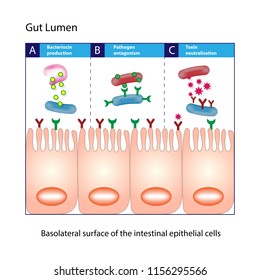 Gut Lumen. Enterocytes, Or Intestinal Absorptive Cells. Small Intestine. Columnar Epithelial Cells