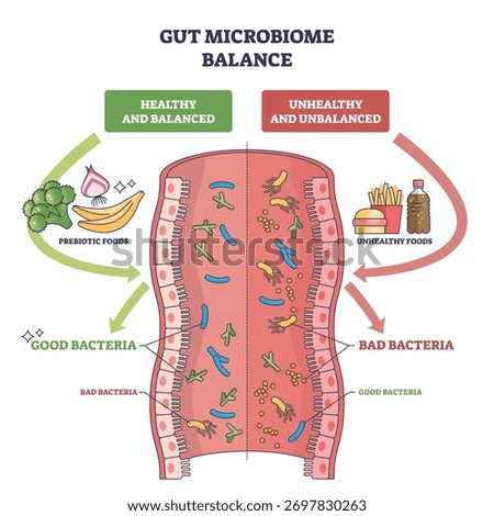 Gut microbiome balance illustrated by a split intestine showing good vs bad bacteria, with prebiotic foods and junk food guiding outcomes. Outline diagram