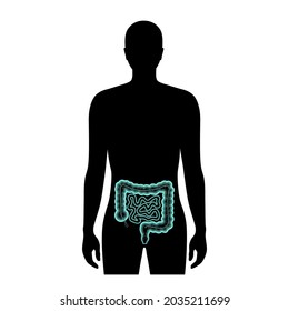 Gut microbiome medical poster. Microflora, bacteria, viruses and microbes in human intestine. Microbiota concept. metabolic functions, pathogens and diseases in digestive tract 3d vector illustration.