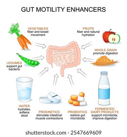 Aumentadores da motilidade intestinal. Peristaltismo gastrointestinal e obstipação crônica. Fibra e intestino. Suporte intestinal. Ilustração vetorial