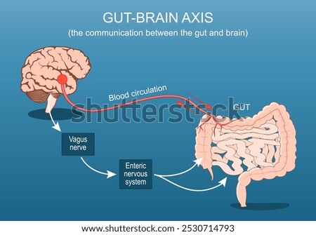 Gut-brain axis. The communication between the gut and brain. Gut microbiota, Blood circulation, Vagus nerve and Enteric nervous system from brain to intestines. Isometric flat illustration. Vector