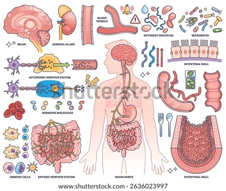 Gut-brain axis concept shows brain, intestines, and vagus nerve in a human outline, highlighting their communication. Outline style collection