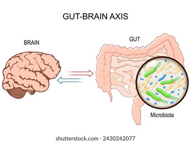 Gut-Brain Axis. influence and relationship of intestinal Microbiota on brain function. Microbiome Gut Brain Axis and Mental Health. Enteric and Central Nervous System. prebiotic Interventions. Vector