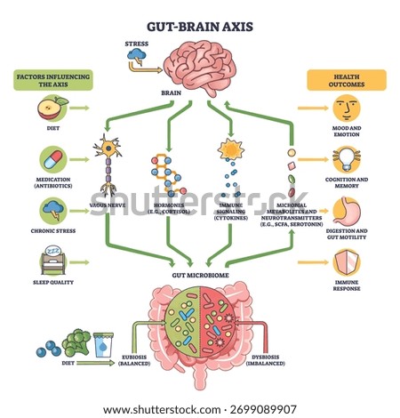 Gut-brain axis overview showing brain, gut microbiome, and vagus nerve exchanging signals for mood, cognition, digestion, and immune balance. Outline diagram