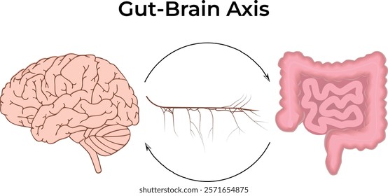 Gut-Brain Axis Science Design Vector Illustration Diagram