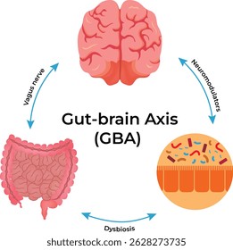 GutBrain Axis A Visual Guide Design Vector Illustration