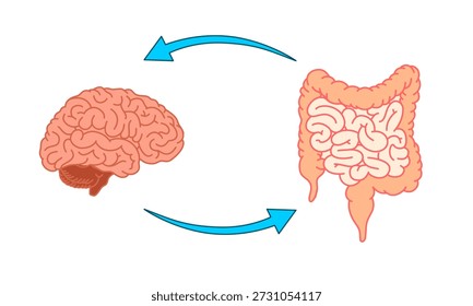 Gut-brain connection. The enteric nervous system in the human body. Signals from the brain to the digestive tract. Simple flat vector illustration for medical posters, clinics, or science studies.