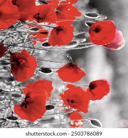 Guts beautiful poppies on black and white background. Guts beautiful poppies on black and white background. Flowers Red poppies blossom on wild field.