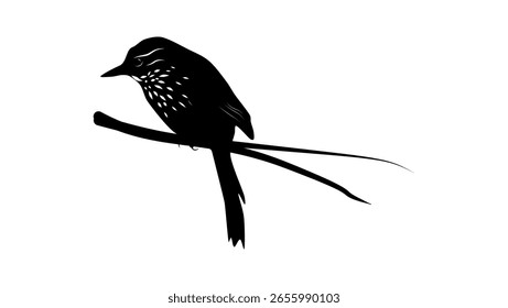 Guttulate Foliage-gleaner bird, Black isolated silhouette