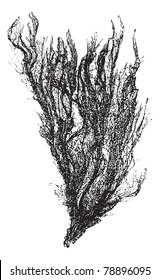 Gutweed and Grass Kelp or Ulva intestinalis, vintage engraving. Old engraved illustration of a Gutweed.  Trousset encyclopedia (1886 - 1891)