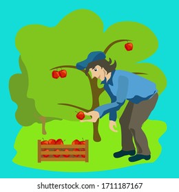 Un tipo de aspecto europeo, con una chaqueta azul y una gorra de béisbol cerca de un cajón de manzanas en el jardín.