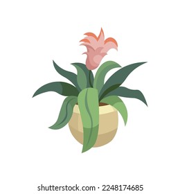 Guzmania flat vector illustration. Indoor flower or plant in flowerpot or vase, guzmania in pot isolated on white background. Interior, urban jungle concept