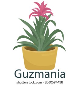 guzmania, houseplant, flower in a pot - vector illustration, vector element in flat style