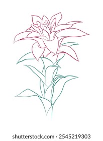 Guzmania é uma planta perene sempre verde com folhas verdes e espetaculares flores vermelhas brilhantes. Desenho de linha desenhado à mão com vetor multicolorido em um fundo branco.