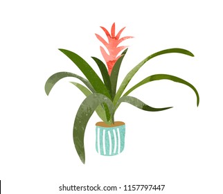 guzmania plant watercolor vector illustration. house potted plant. hand drawn exotic pot plant. tufted airplant. 