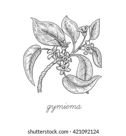 Gymiema flower. Vector plant isolated on white background. Designed to create package of health and beauty natural products. Black ink.