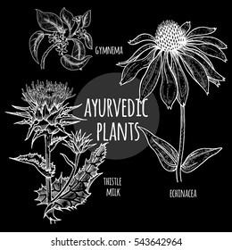 Gymnema, Echinacea flower, thistle milk graphics chalk on a blackboard. Vector set illustration medical Ayurvedic herbs and plants. Natural supplements, concept beauty and health. Black and white
