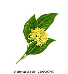 Gymnema sylvestre branch with green leaf and flowers vector illustration. Cartoon isolated twig with blossom for Ayurveda medicine, organic natural ayurvedic plant for gymnema herbal supplements