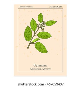Gymnema sylvestre, or cowplant, gurmari, medicinal plant. Hand drawn botanical vector illustration