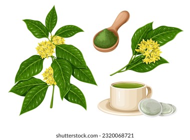 Gymnema sylvestre set vector illustration. Cartoon isolated green leaves and flowers on gymnema branch, tea cup and paper bag with ayurvedic herbs, wooden spoon with powder for Ayurveda medicine