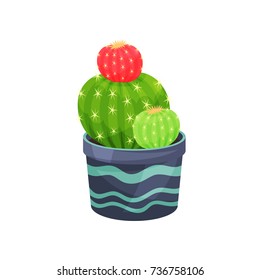 Gymnocalycium mihanovichii friedrichii cactus, green potted plant vector illustration