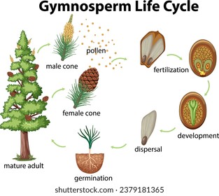 Gymnosperm pine life cycle stages