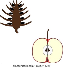 Gymnosperm seed and angiosperm seed