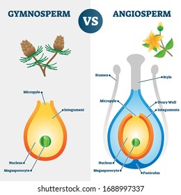 Gymnosperm vs angiosperm vector illustration. Labeled educational scheme with plants fertilization style and differences. Pine versus flower diagram and inner inside structure explanation graphic.
