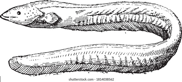 Gymnotus, From the Dictionary of Word and Things, 1888.