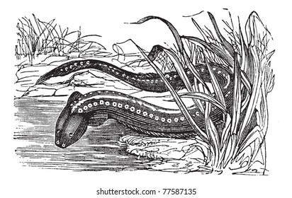 Gymnotus electricus or Electric eel (Electrophorus electricus) vintage engraving. Old engraved illustration of electric eel. Trousset Encyclopedia