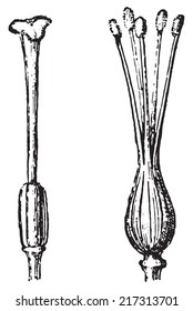 Gynoecium or Pistil, vintage engraved illustration. Dictionary of words and things - Larive and Fleury - 1895.