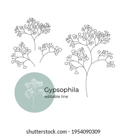 Gypsophila plant drawn in a minimalistic style by line. Part of the collection of dried flowers. Editable line. Vector illustration