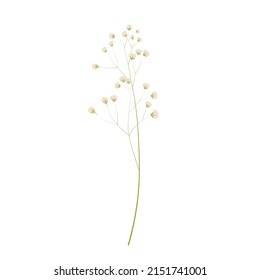 Gypsophila stock vector illustration. Delicate elegant floral for an invitation. Cream color. Dry flowers in pastel colors isolated on a white background.