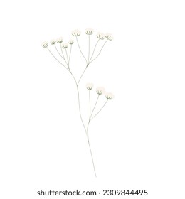 Gypsophila stock vector illustration. Delicate elegant floral for an invitation. Cream color. Dry flowers in pastel colors isolated on a white background.