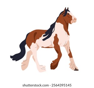 Gypsy Cob horse walking. Piebald equine animal with feathered legs, spots and patches pattern on coat. Thoroughbred stallion breed trotting. Flat vector illustration isolated on white background