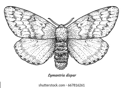 Gypsy moth illustration, drawing, engraving, ink, line art, vector
