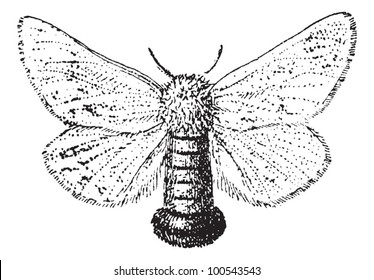 Gypsy-moth Images, Stock Photos & Vectors | Shutterstock