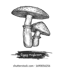 Gypsy mushroom sketch. Forest or wood shroom for cooking. Vegetarian or vegan food. Sketching of meal ingredient. Hand drawn raw fungus. Nature and organic nutrition, cuisine or recipe book