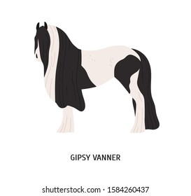 Gypsy vanner flat vector illustration. Pedigree equine, tinker breed, draft horse. Hoss breeding, equestrian sport concept. Irish workhorse, hoofed animal isolated on white background.