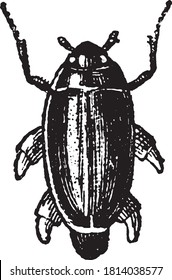 Gyrin, del diccionario de palabras y cosas, 1888.