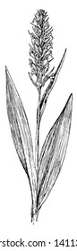 H. Flava is related with Rchidaceae family and has a single, hairy leaf and up to three yellow flowers which often have red markings, vintage line drawing or engraving illustration.