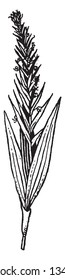Habenaria commonly called bog orchids, are a far ranging genus of orchids in the subtribe Orchidinae. There are approximately 800-1000 species of Habenaria, native to every continent except Antarctica