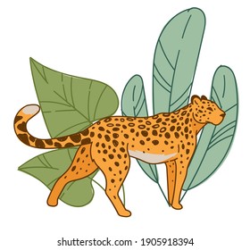 Habitat of carnivorous animal living in zoo or savannah. Isolated leopard with spots on fur, wild cat feline creature hiding by wide tropical leaves or rainforest flora. Vector in flat style