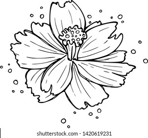 Had drawn black and white vintage rustic cosmos flowers