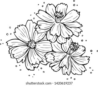 Had drawn black and white vintage rustic cosmos flowers