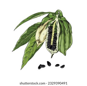 Had drawn colorful sesame pos with leaves and seeds sketch style, vector illustration isolated on white background. Decorative design element, natural organic food product, plant