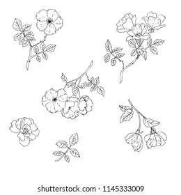 had drawn vector dog roses (wild roses). Isolated flowers on a white background